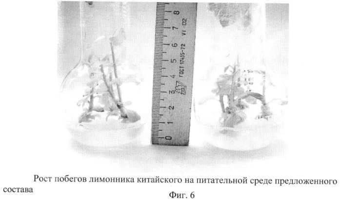 Питательная среда для микроразмножения лимонника китайского (schisandra chinensis (turcz.) baill.) в условиях in vitro (патент 2440414)