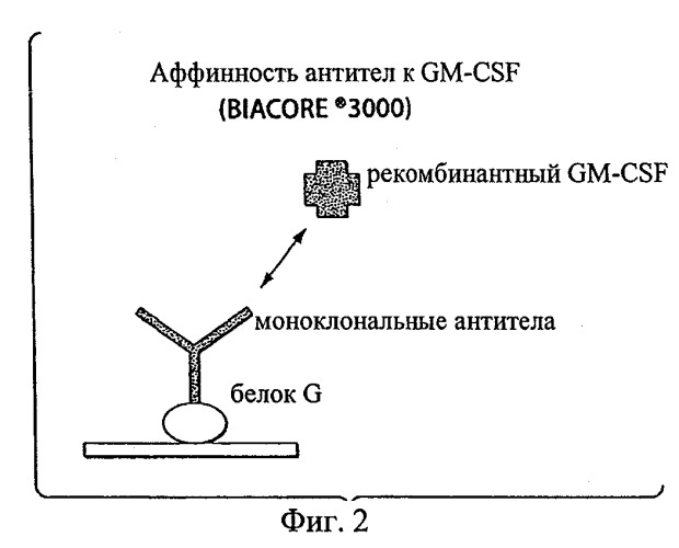 Моноклональные антитела, которые связываются с hgm-csf, и содержащие их композиции медицинского назначения (патент 2517596)