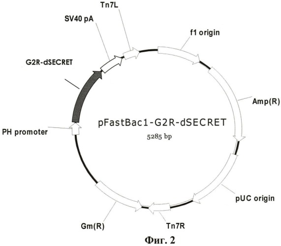 Рекомбинантные плазмидные днк pqe-60-tnfr-crmb-ind-67 и pfastbac1-g2r-dsecret, содержащие фрагмент генома вируса натуральной оспы, кодирующий фактор некроза опухолей связывающий домен белка crmb и штамм бакуловируса bv/g2r-dsecret, продуцирующий секретируемый фно-связывающий белок crmb вируса натуральной оспы с делетированным secret-доменом (патент 2471869)