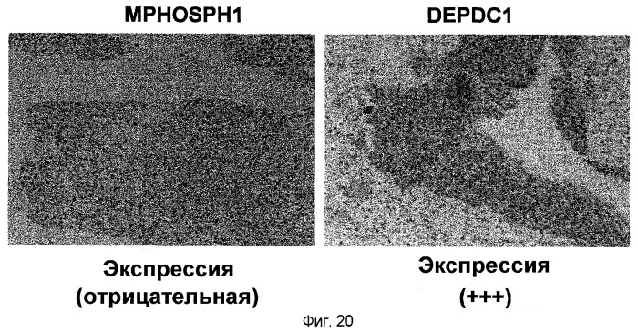 Пептидные вакцины против рака с экспрессией полипептидов mphosph1 или depdc1 (патент 2469044)