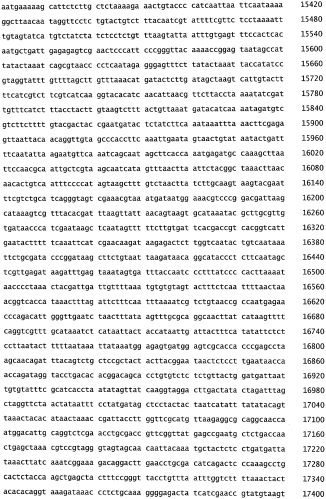 Бактериофаг, обладающий активностью против pseudomonas aeruginosa, белки бактериофага и способы их применения (патент 2580248)