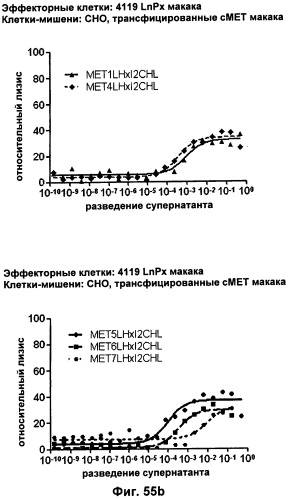 Pscaxcd3, cd19xcd3, c-metxcd3, эндосиалинxcd3, epcamxcd3, igf-1rxcd3 или fap-альфаxcd3 биспецифическое одноцепочечное антитело с межвидовой специфичностью (патент 2547600)