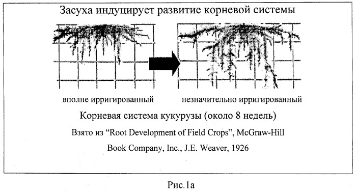 Изолированные полипептиды, кодирующие их полинуклеотиды, экспрессирующие их трансгенные растения и способы их использования (патент 2487166)