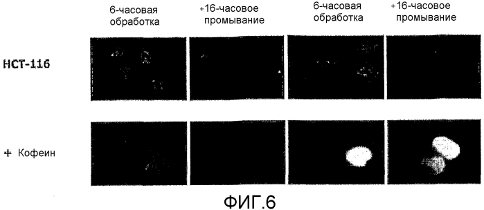 Способы применения (+)-1,4-дигидро-7-[(3s, 4s)-3-метокси-4-(метиламино)-1-пирролидинил]-4-оксо-1-(2-тиазолил)-1,8-нафтиридин-3-карбоновой кислоты для лечения рака (патент 2592231)