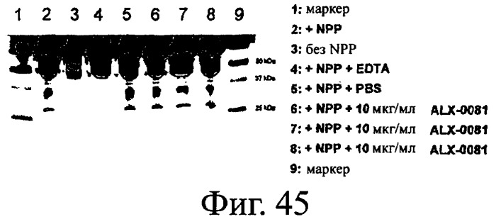 Nanobodies tm для лечения заболеваний, опосредованных агрегацией (патент 2433139)