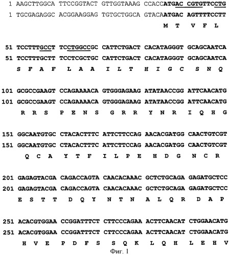Ген agрopt ангиопоэтина-1 (патент 2385938)