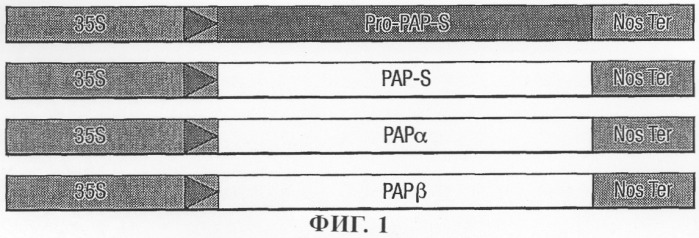 Система для уничтожения растительных клеток (патент 2285045)