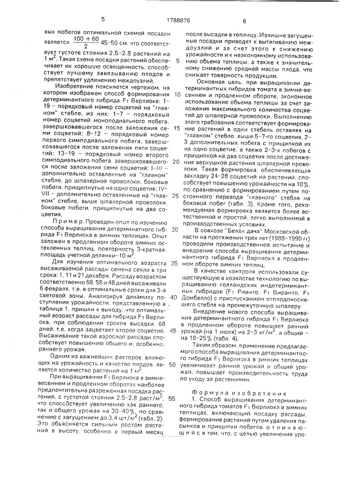 Способ выращивания детерминантного гибрида томатов f @ верлиока в зимних теплицах (патент 1788876)