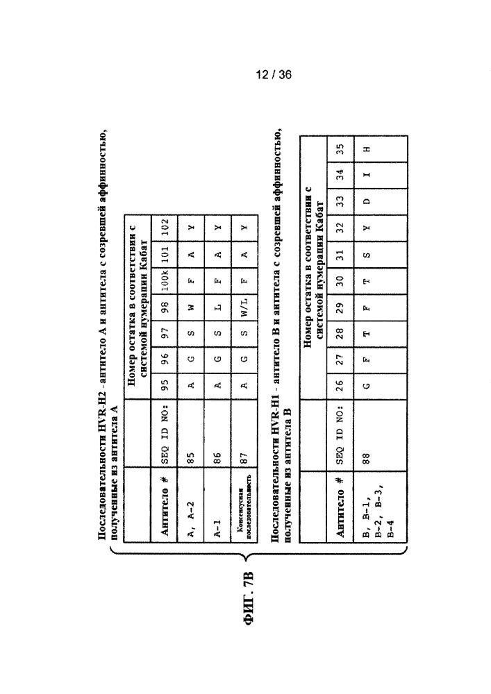 Антитела к jagged и способы их применения (патент 2666990)