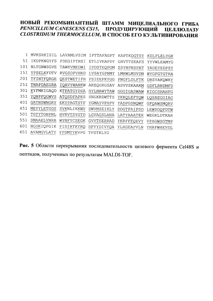 Новый рекомбинантный штамм мицелиального гриба penicillium canescens cs15, продуцирующий целлюлазу clostridium thermocellum, и способ его культивирования (патент 2612158)