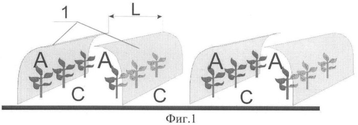 Способ создания условий для выращивания теплолюбивых овощных культур в условиях открытого грунта и устройство для его реализации (патент 2479986)