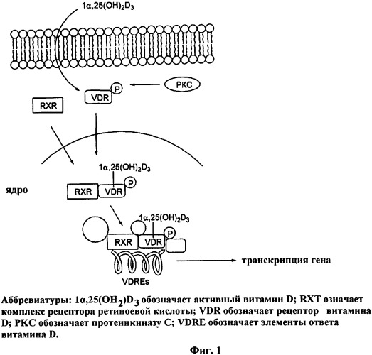 Новые активаторы рецепторов витамина d и способы их получения (патент 2535448)