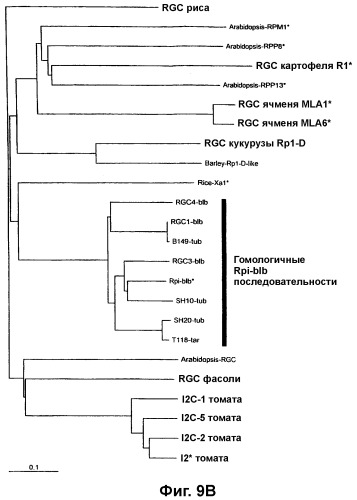 Ген, придающий устойчивость к phytophthora infestans (фитофторозу) в семействе solanaceae (патент 2361920)