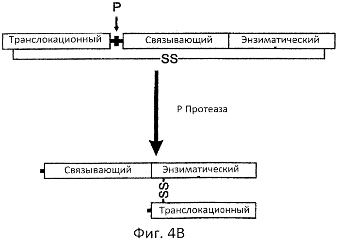 Разрушаемые клостридиальные токсины (патент 2561465)