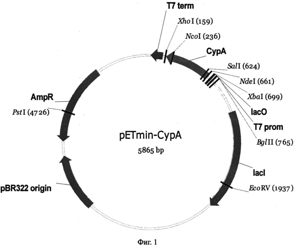 Штамм escherichia coli bl21(de3)gold/petmin-cypa - продуцент рекомбинантного циклофилина а человека (патент 2557305)