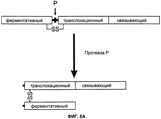 Способы лечения мочеполовых-неврологических расстройств с использованием модифицированных клостридиальных токсинов (патент 2491086)