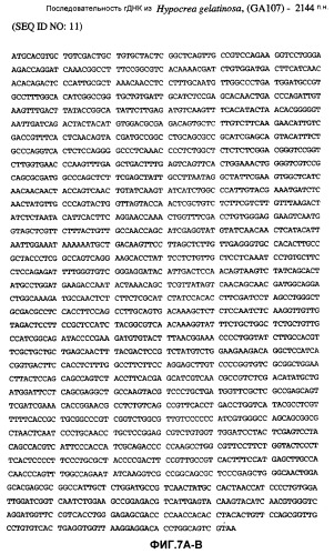 Глюкоамилаза trichoderma reesei и ее гомологи (патент 2394101)