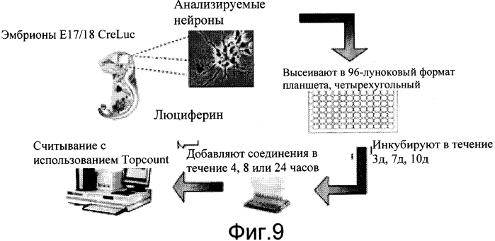 Трансгенное животное, отличное от человека, и его применения (патент 2579701)