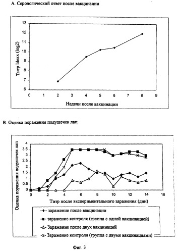 Штамм птичьего реовируса, вакцина, содержащая указанный реовирус, способ получения птичьих реовирусов, способ изготовления вакцины и способ борьбы с патологиями птицы, вызываемыми птичьими реовирусами (патент 2265659)