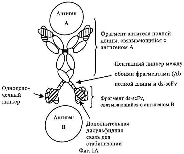 Биспецифические анти-vegf/анти-ang-2 антитела (патент 2542382)