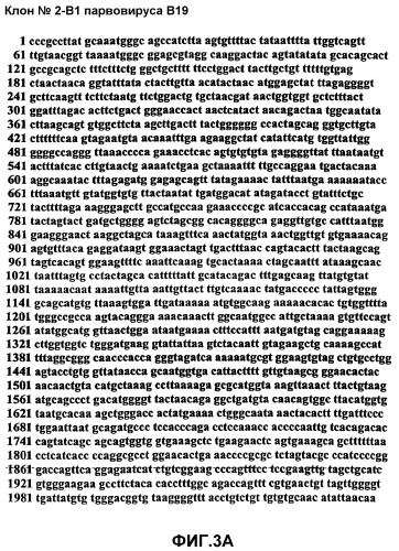 Способ выявления парвовируса b19 человека в биологическом образце (варианты) и набор для его осуществления (патент 2301263)