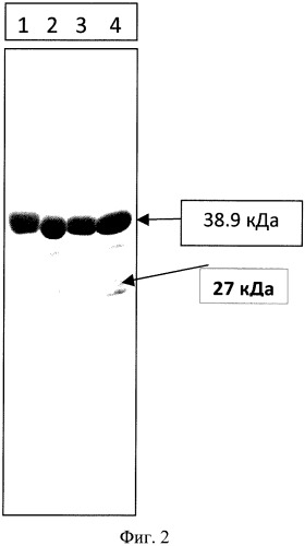 Рекомбинантная плазмида pesat6-cfp10-dbd, рекомбинантный штамм escherichia coli m15 [prep4, pesat6-cfp10-dbd], способ получения, иммобилизации, концентрирования и очистки рекомбинантного белка esat6-cfp10-dbd на декстране, рекомбинантный белок esat6-cfp10-dbd и иммуногенная композиция, содержащая белок esat6-cfp10-dbd (патент 2539026)