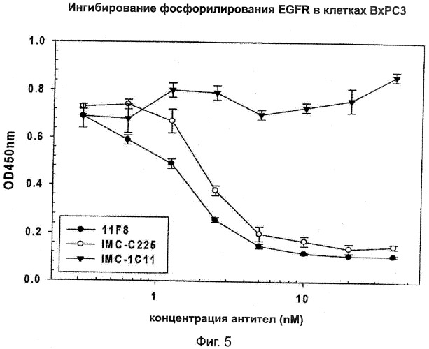 Человеческие антитела к рецептору эпидермального фактора роста (патент 2402569)