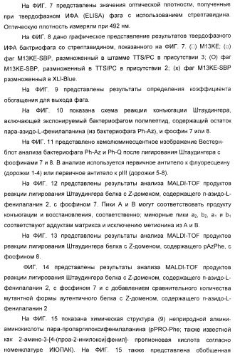 Селективная посттрансляционная модификация экспонируемых фагами полипептидов (патент 2459866)
