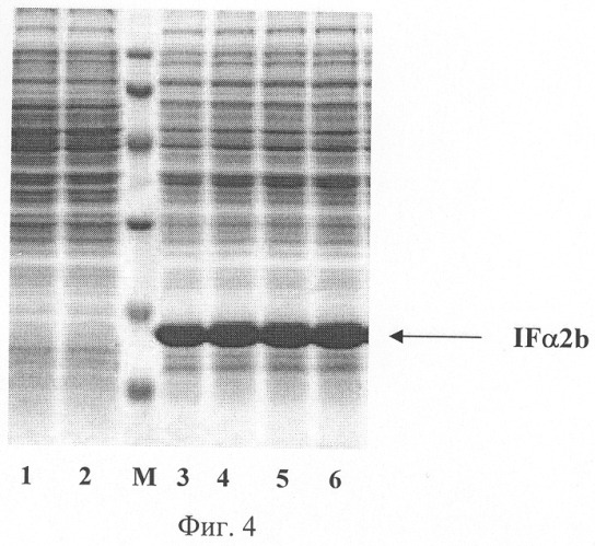 Рекомбинантная плазмидная днк pif tren, кодирующая полипептид интерферона альфа-2b человека, и штамм бактерий escherichia coli-продуцент полипептида интерферона альфа-2b человека (патент 2326168)