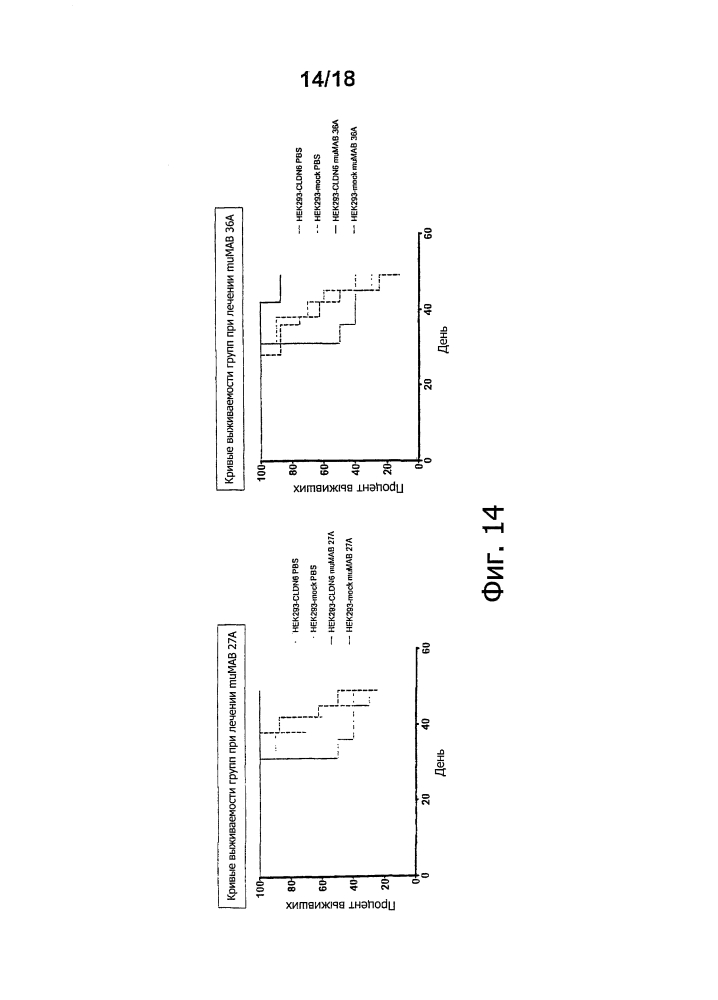 Лечение рака при помощи направленных на мишень антител in vivo (патент 2642305)