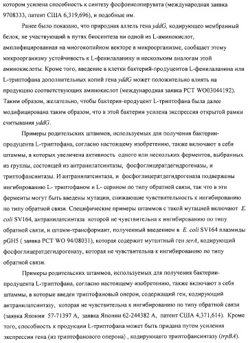 Способ получения l-аминокислот с использованием бактерии, принадлежащей к роду escherichia (патент 2312893)