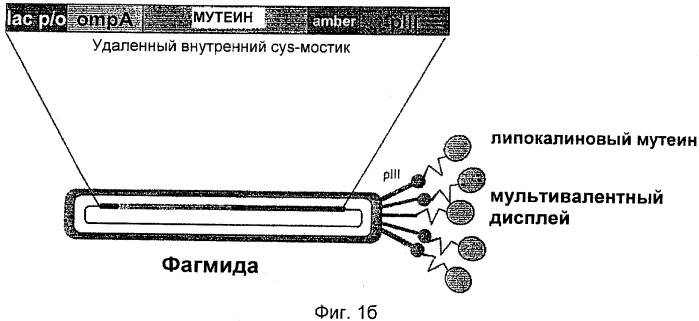 Мутеины липокалина слезной жидкости, обладающие аффинностью к с-мет рецепторной тирозинкиназе человека и способы их получения (патент 2515063)