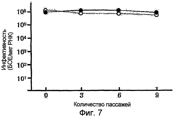 Новая полноразмерная геномная phk вируса японского энцефалита, полученная из нее инфекционная кднк jev и их применение (патент 2307872)