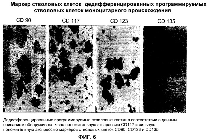 Дедифференцированные программируемые стволовые клетки моноцитарного происхождения и их получение и применение (патент 2333243)