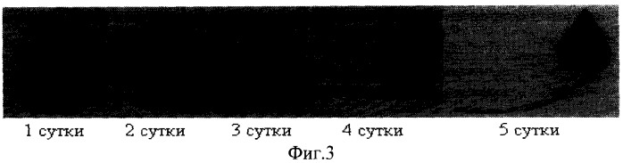 Способ получения гречишного светлого солода (патент 2510607)