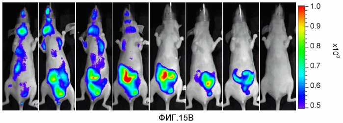 Конъюгаты rgd-(бактерио)хлорофилл для фотодинамической терапии и визуализации некротических опухолей (патент 2518296)