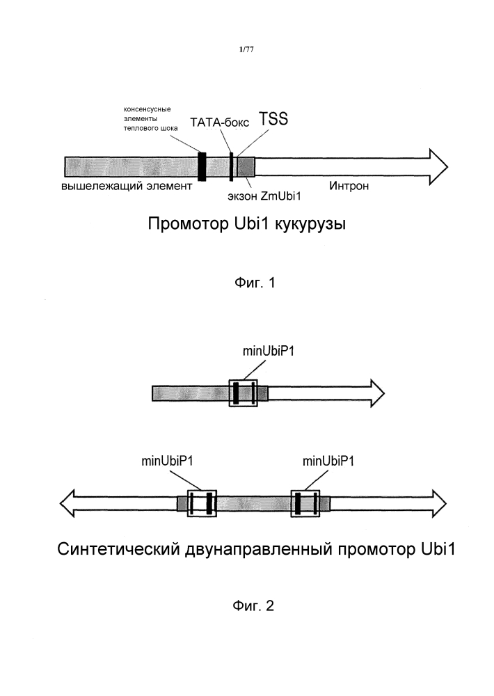 Конструкция и способ конструирования синтетического двунаправленного растительного промотора ubi1 (патент 2639538)