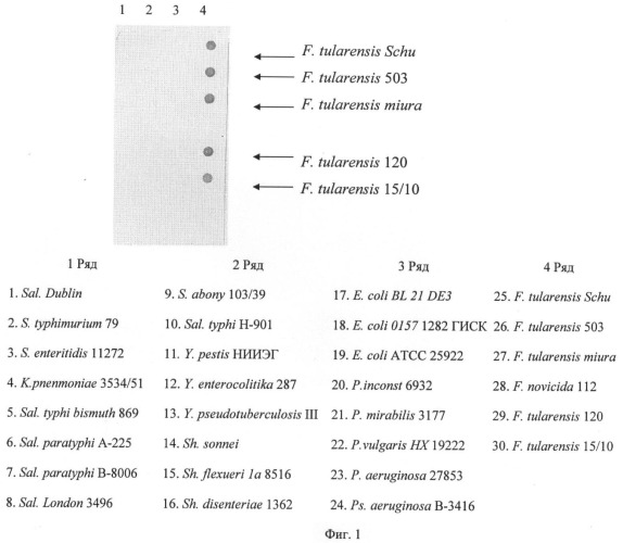 Штамм гибридных культивируемых клеток животных mus musculus 11d6-продуцент моноклональных антител, специфичных к липополисахаридам francisella tularensis (патент 2451078)