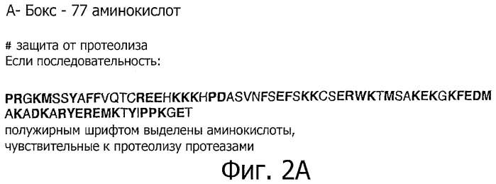 Конъюгаты с полимером а-бокса hmgb1 и вариантов а-бокса hmgb1 (патент 2458070)