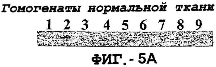 Антитело, обладающее селективностью по отношению к рецептору лиганда, индуцирующему апоптоз, ассоциированный с фактором некроза опухоли, и его использование (патент 2298013)