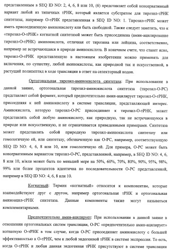 Система экспрессии компонентов ортогональной трансляции в эубактериальной клетке-хозяине (патент 2467069)