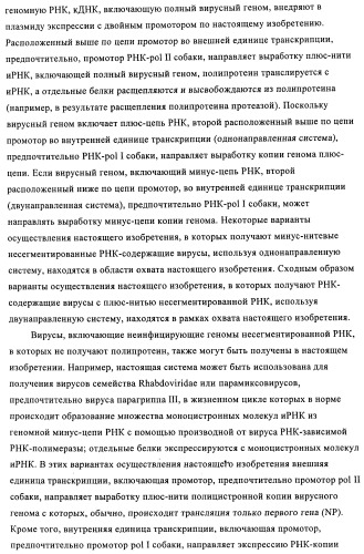 Способы и композиции для экспрессии антисмысловой вирусной рнк в клетках собаки (патент 2457250)