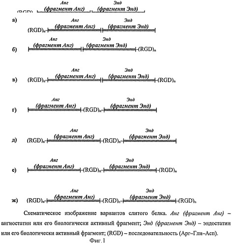 Слитый белок, имеющий активность ингибитора ангиогенеза (патент 2372354)