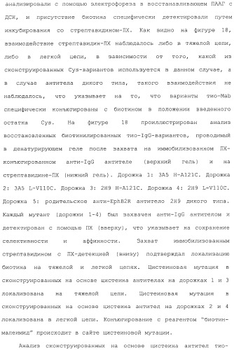 Антитела, сконструированные на основе цистеинов, и их конъюгаты (патент 2412947)