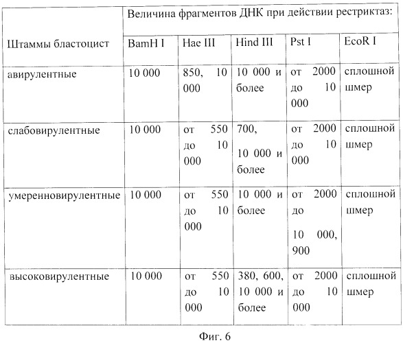 Способ определения простейших blastocystis spp. с различной степенью вирулентности (патент 2520742)
