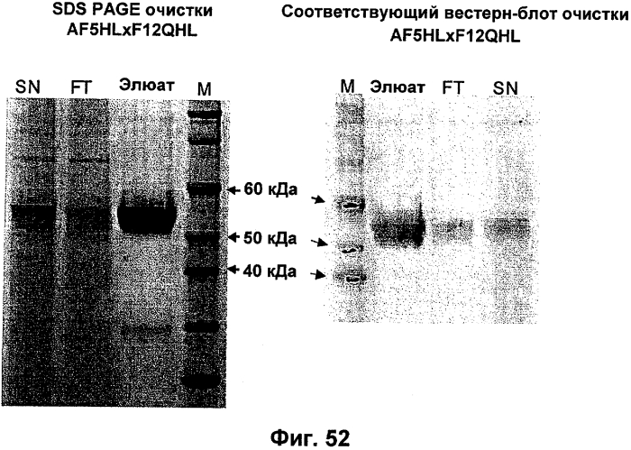 Cd3-эпсилон-связывающий домен с межвидовой специфичностью (патент 2561457)