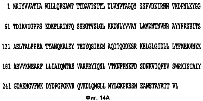 Слитые конструкции лекарственного средства и конъюгаты (патент 2428431)