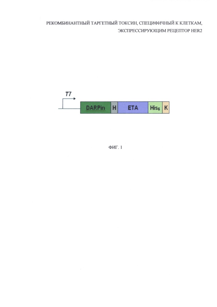 Рекомбинантный таргетный токсин, специфичный к клеткам, экспрессирующим рецептор her2 (патент 2627215)