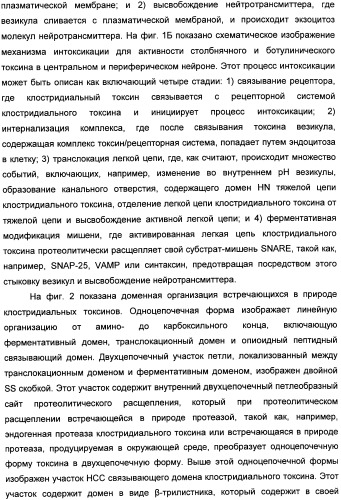 Способы лечения мочеполовых-неврологических расстройств с использованием модифицированных клостридиальных токсинов (патент 2491086)