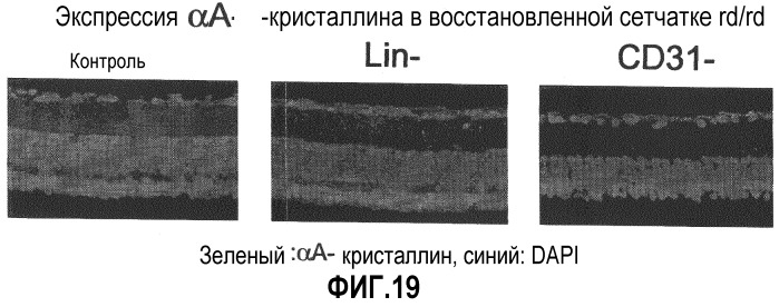 Выделенные популяции миелоподобных клеток и способы лечения с использованием таких популяций (патент 2473686)